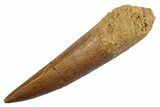 Fossil Plesiosaur (Zarafasaura) Tooth - Morocco #370235-1